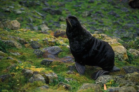 Earth fur fur seal photo