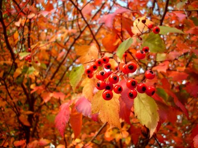 Fall autumn edible