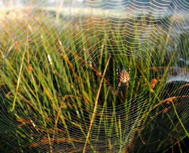 Sparkle arachnid close up photo