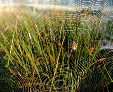 Sparkle arachnid close up