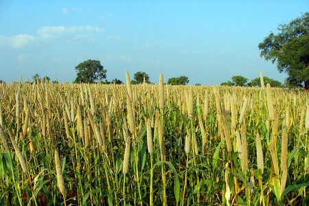 Crop spike cereal