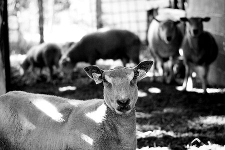 Wool animals flock of sheep photo