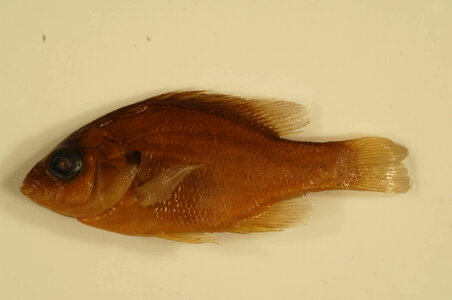 Lepomis auritus-4