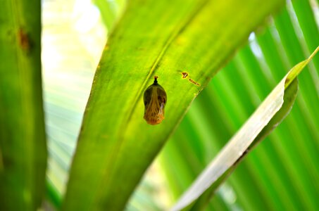 Pupa Of Butterfly