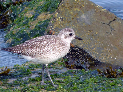 Black-bellied Plover-1 photo