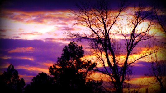 Trees glow purple
