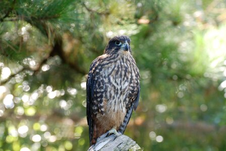 Falcon  