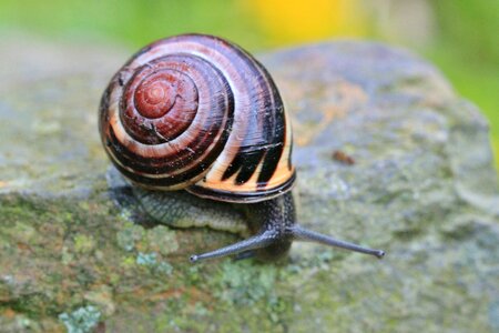 Snail shell mollusk animal photo