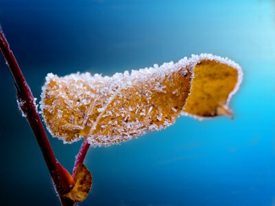 Frost blue nature