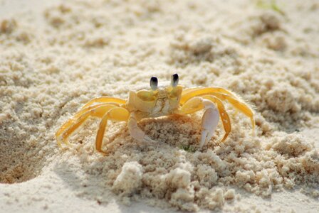 Atlantic ghost crab ghost crab ocean photo
