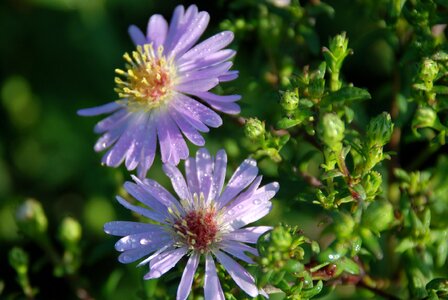 Anemones leaf nature