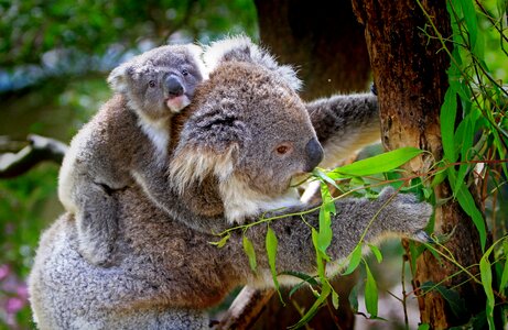 Australian grey furs