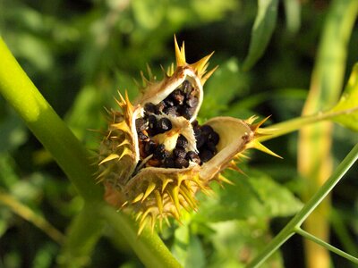 Prickly seeds open
