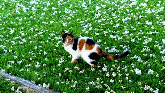 Feline grass blossoms