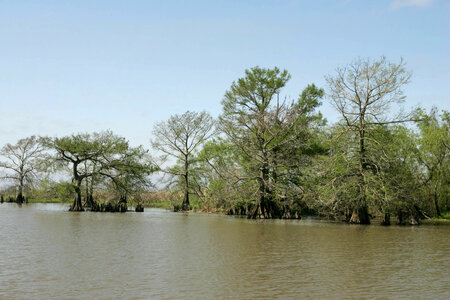 Cypress tress in water at Lacassine National Wildlife Refuge photo