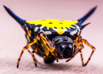 Close up yellow exotic