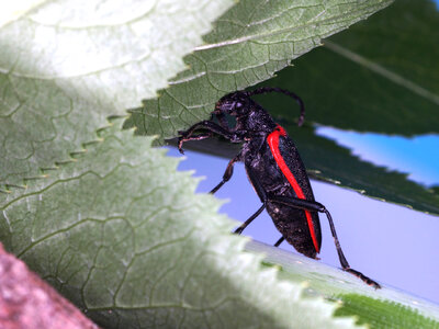 Female Valley elderberry longhorn beetle