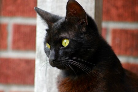 Feline cat's eyes close-up photo