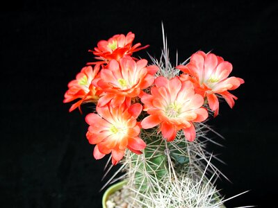 Cactus park plant photo