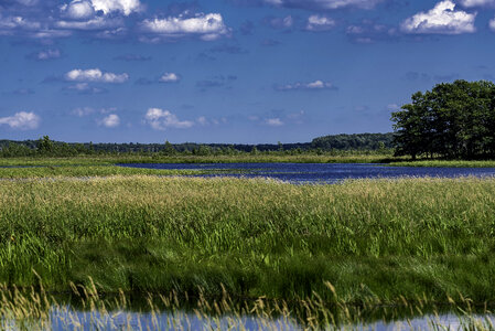 Looking Across the Wetlands at George Meade Wildlife Refuge