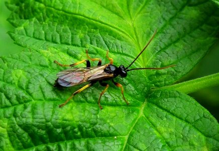 Insect sting antenna photo