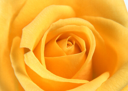 Yellow rose flower as close up photo