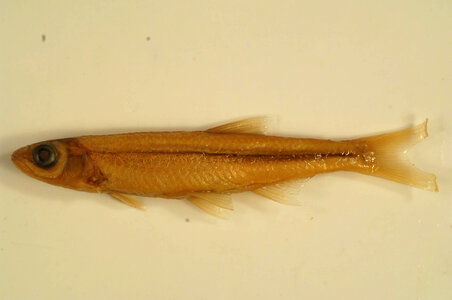Notropis amoenus-4