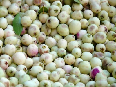 White olive stand market