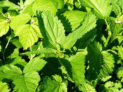 Nettle serotonin stinging