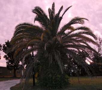 Palm sunset tree photo