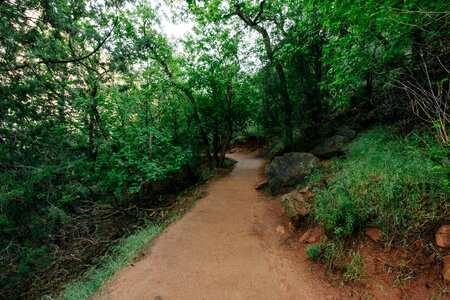 Trees forest green photo