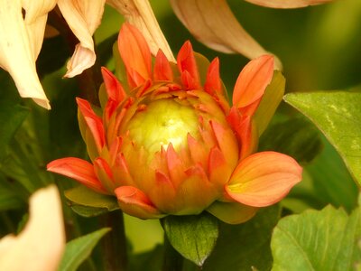 Plant flora grow