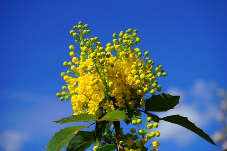 Yellow bush stechdornblättrige mahonie photo