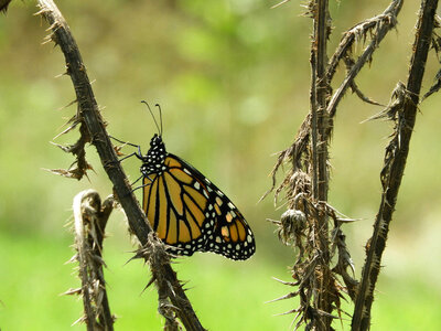 Monarch butterfly -4