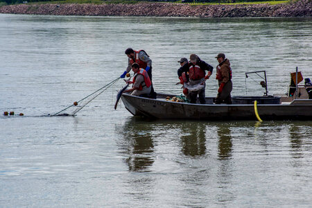 Fisheries crew netting paddlefish-1