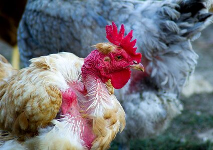 Poultry farm feathers photo