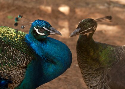 Pen feathers beautiful