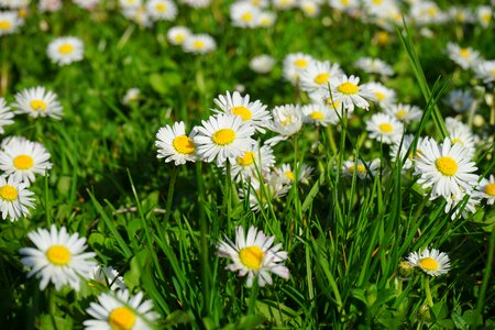 Bloom white bellis philosophy