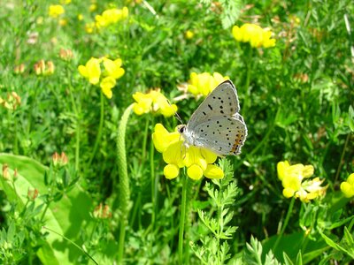 Blossoming butterfly clover