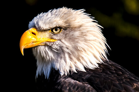 White Eagle photo