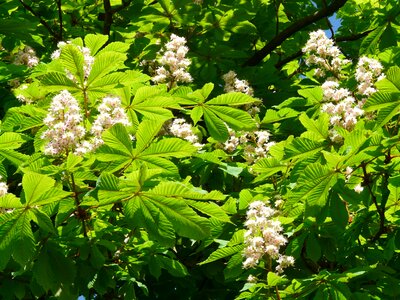 Ordinary rosskastanie leaves foliage photo