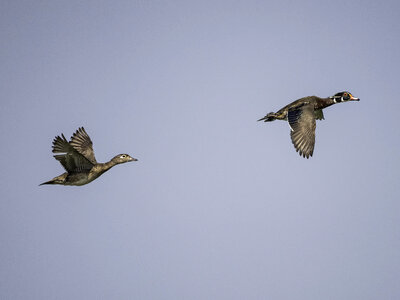 Two Wood Ducks in Flight photo