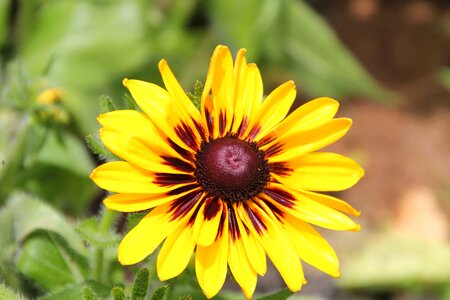 Agriculture beautiful beautiful flowers