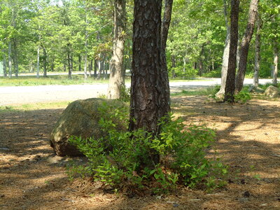 Tree and Rock photo
