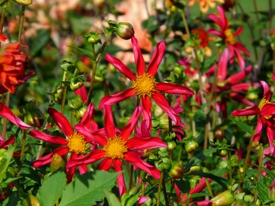 Blossom bloom star