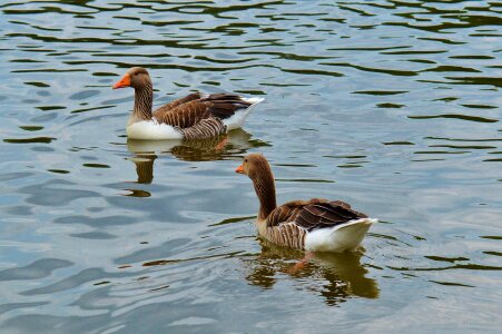 Water bird poultry bill