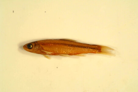 Notropis blennius-2