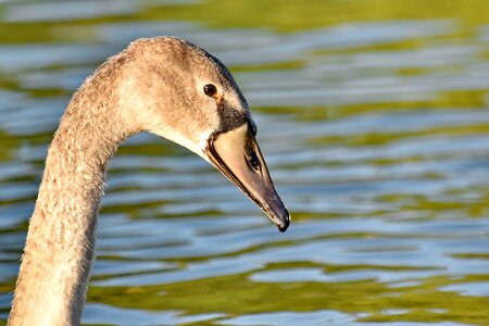 Natural Habitat neck swan photo