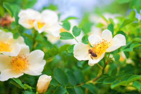 Wasp on flower photo