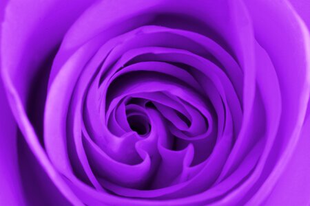 Purple flower floral natural